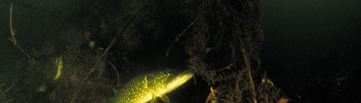 Dronningmølle sø - Nordsjælland