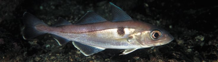Kuller - Melanogrammus aeglefinus