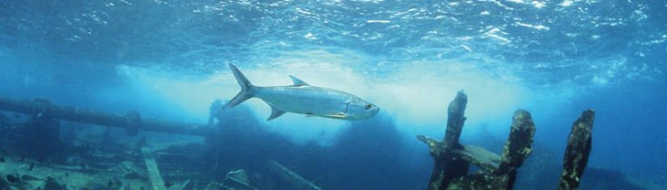 Den norske forbindelse – historiske vragdyk ved Cayman Islands
