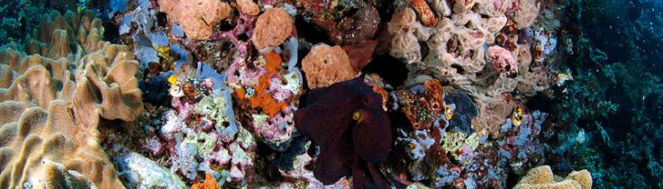 Kamuflage - Tavshed er guld