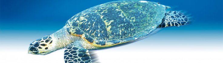 Havskildpadder - Havets ensomme nomader