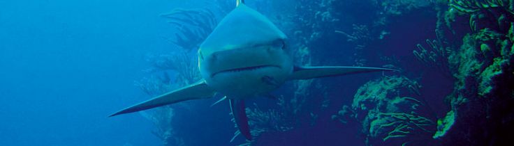 Haj School – i nærkontakt med the big five