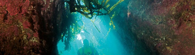 Gourmet Diver – dykning og gastronomi