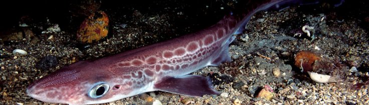 Levende liv – ringhaj Levende liv – ringhaj