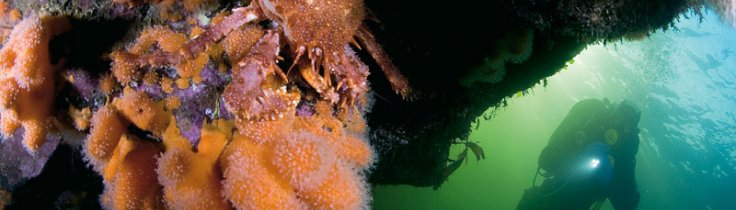 Trondheimsfjorden – en unik skandinavisk naturoplevelse