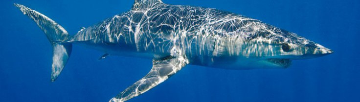 Shark Route – hajdykning i Sydafrika