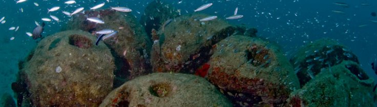 Naturklumme – succession i havet