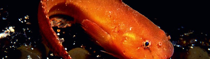 Levende liv – vinterens specielle fisk