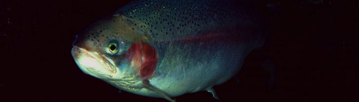 Levende liv – fremmede arter