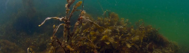 Kystleksikon #71 – Måle Strand Nordøstfyn