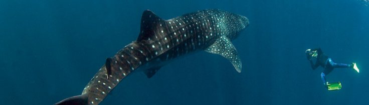 Djiboutis hvalhajer – nærkontakt med havets største fisk