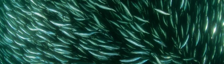 Vågehvalen – sildespiral