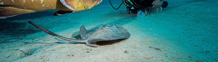 Fuerteventura – vindenes ø