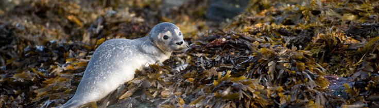 Kosterhavet – Sveriges første marine nationalpark!