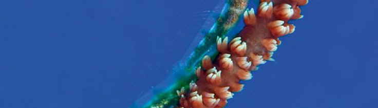 Hakuna Matata – Pemba er langt fra Las Vegas