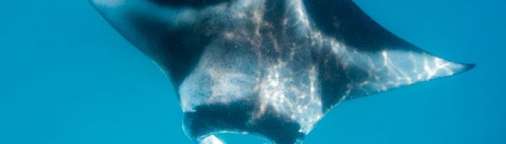 Mantastisk! – På atol-safari i Maldiverne 