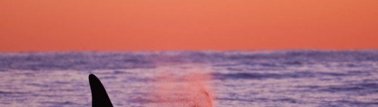 Spækhugger – havets største rovdyr ansigt til ansigt