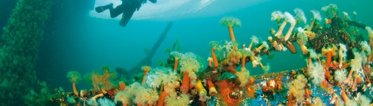 Oslofjorden – elsket og hadet