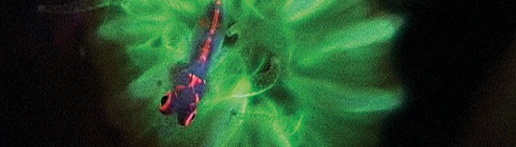 En lysende opdagelse – fluorescerende rev i Indonesien