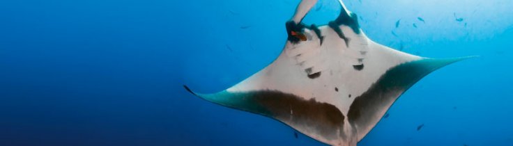 Socorro Islands – Mægtige møder