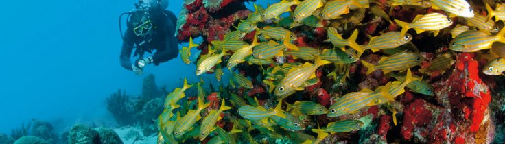 ABC-øerne – Aruba, Bonaire og Curaçao