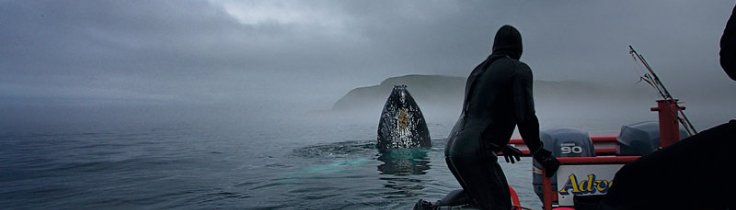 Newfoundland - Atlantiske eventyr