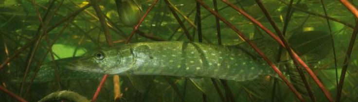 Gedden – søens barracuda