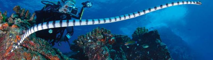 Similan Islands – stadig Thailands bedste dykkested