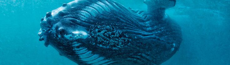 Oman – liveaboard ved Al-Hallaniyah Islands