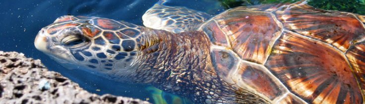 Naturklumme – rødlisten